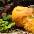 underwater pumpkin