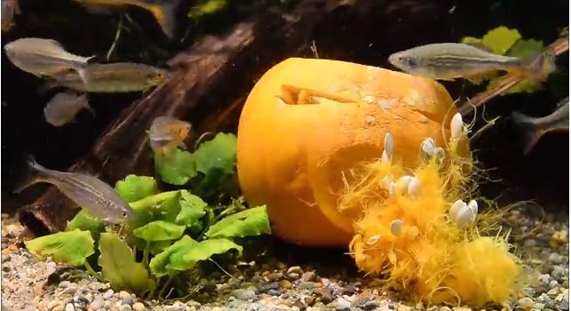 underwater pumpkin