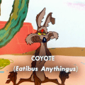 roadrunner coyote eat anything
